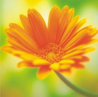 Салон оптики "Прозрей-ка" "Прозрей-ка"