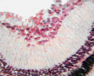 Интактные кролики. Обычное содержание клеток в сетчатке: 1 - ганглиозный слой, 2 - слой биполярных клеток. Окраска гематоксилином и эозином. Ув.  200