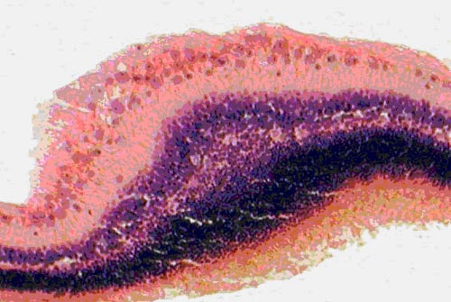 Экспериментальная глаукома, леченная препаратами эрисод и бетоптик С. Выраженное нейропротекторное действие препаратов в отношении мелких и средних клеток сетчатки кролика. Окраска гематоксилином и эозином. Ув.  200